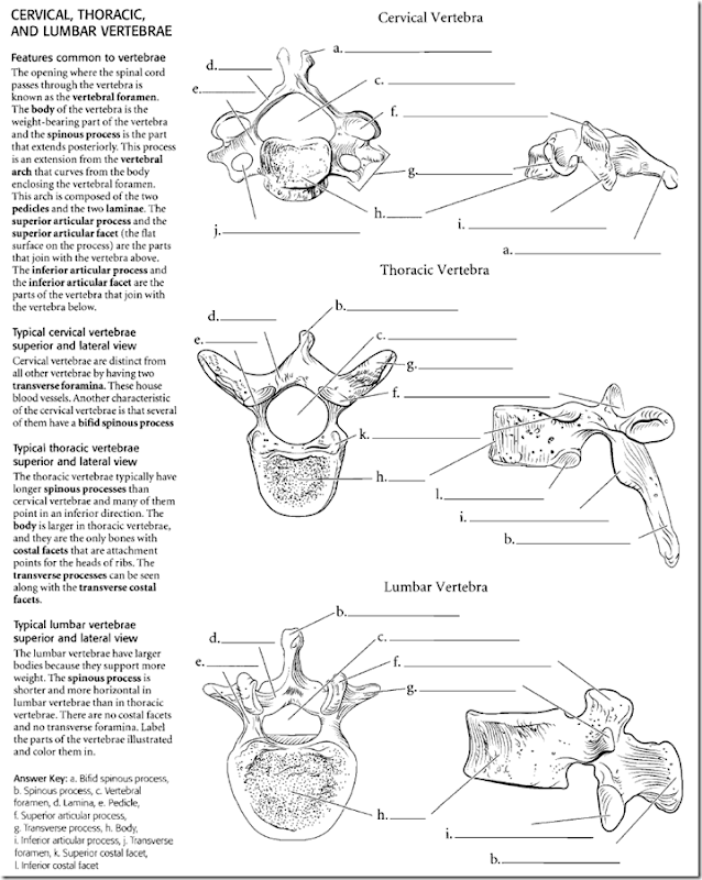 Bones of upper limb, lower limb & vertebrae (Part 1) - Medatrio